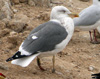 juvenile LBBG, ringed in the Netherlands.